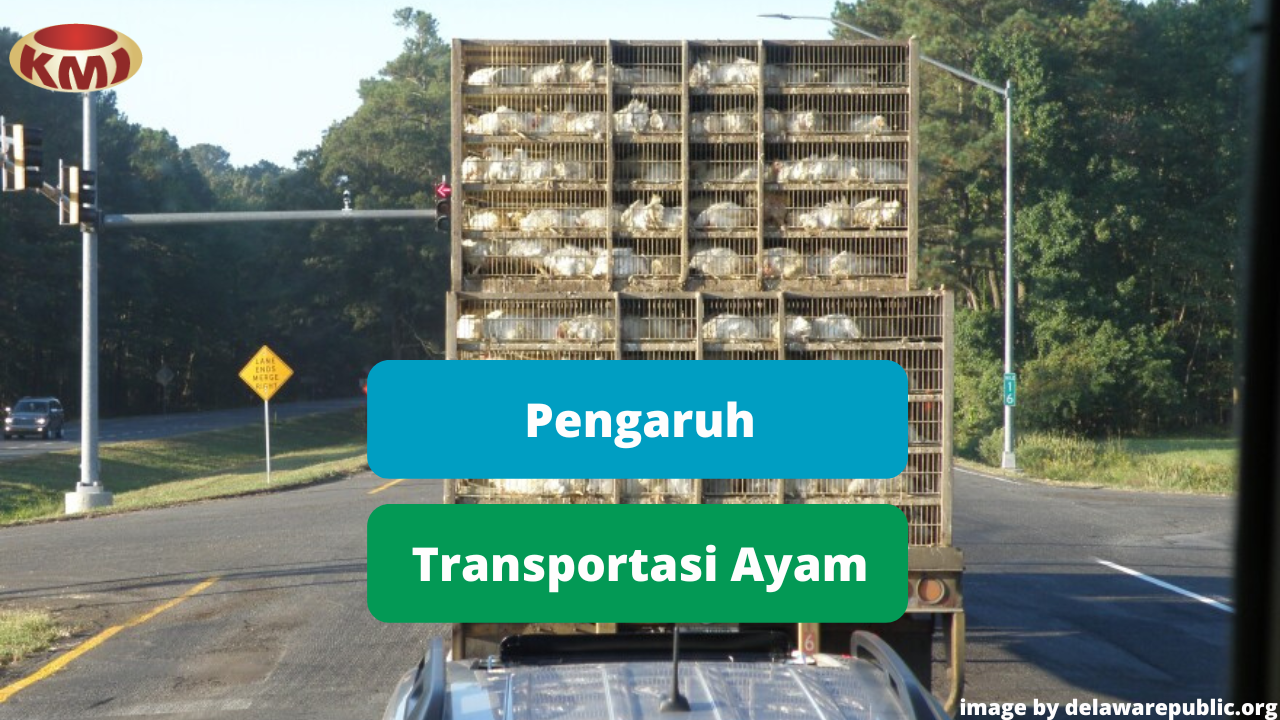 Berikut Ini Pengaruh Transportasi Terhadap Kualitas Daging Ayam